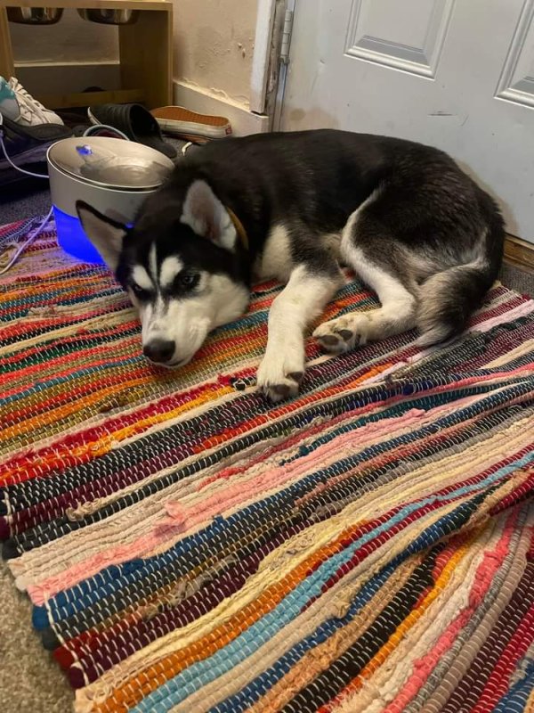 Lost Siberian Husky in Columbus, OH