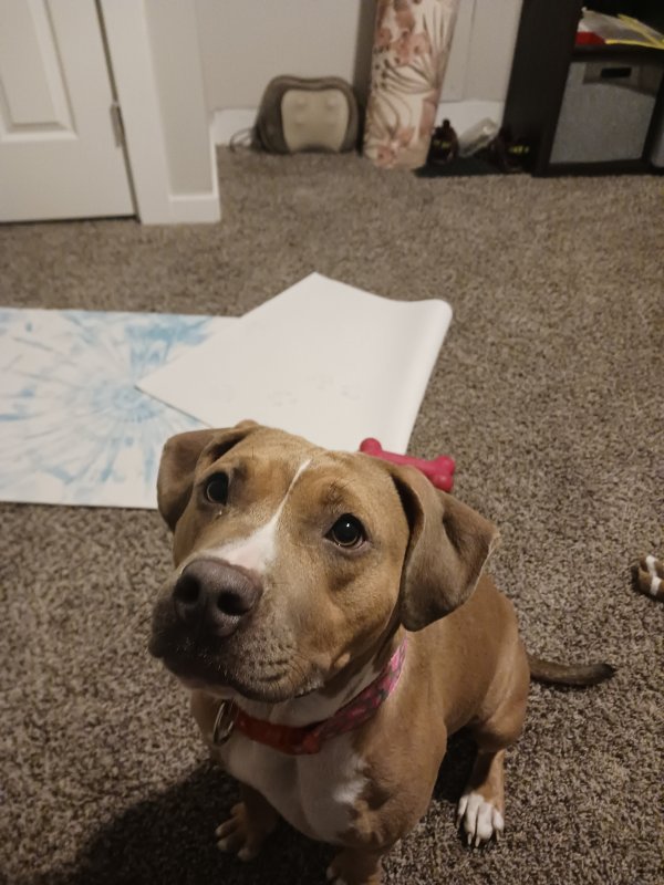 Found Pit Bull in Dayton, OH