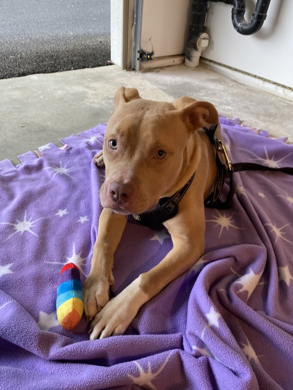 Found Pit Bull in Seattle, WA