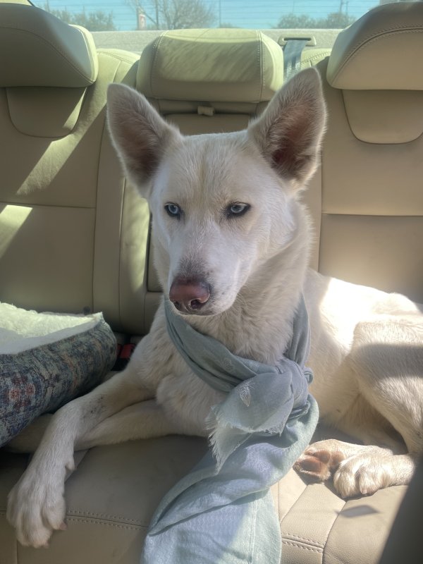 Found Siberian Husky in Houston, TX