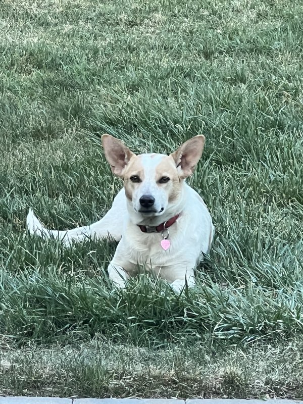 Lost Australian Cattle Dog in Idaho Springs, CO