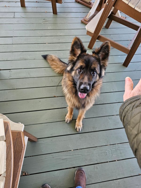 Found German Shepherd Dog in Pennsylvania