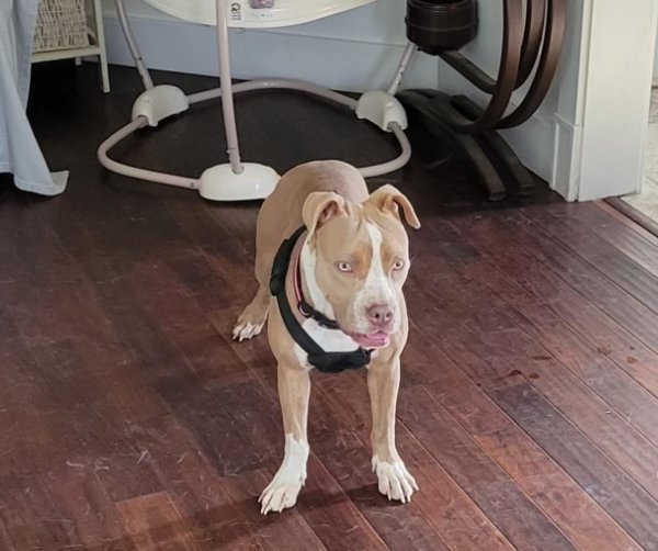 Lost American Staffordshire Terrier in Chicago, IL