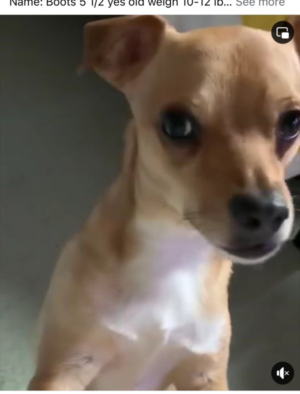 Lost Chihuahua in Stockton, CA