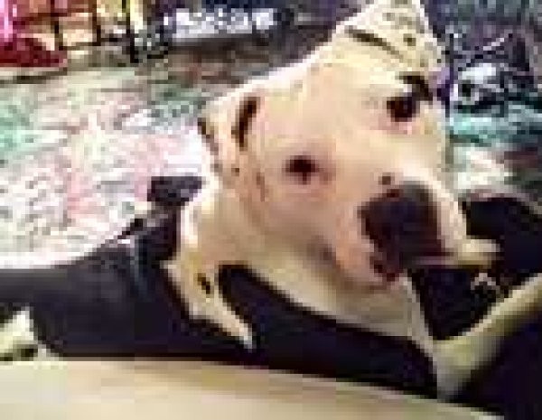 Safe American Staffordshire Terrier in Racine, WI