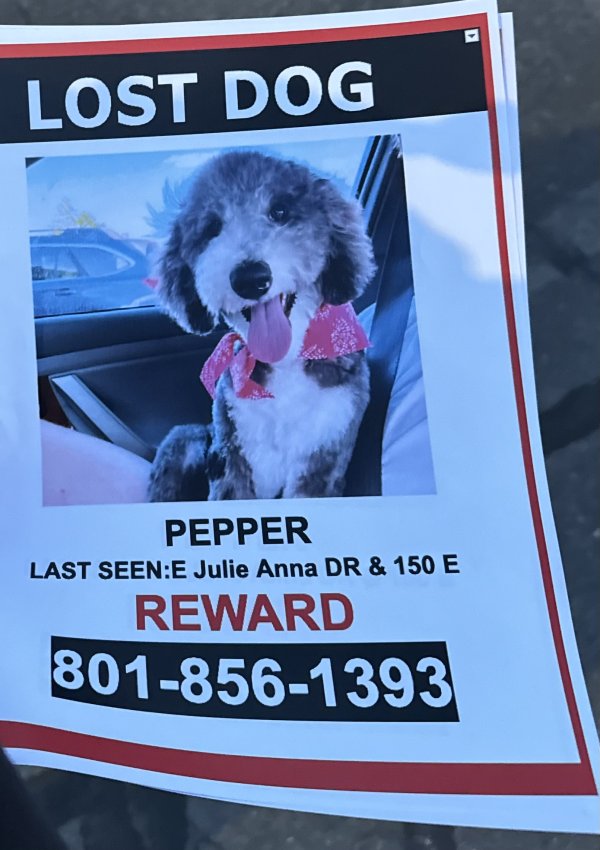 Safe Poodle in Sandy, UT