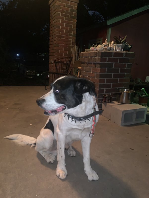 Safe Border Collie in Houston, TX