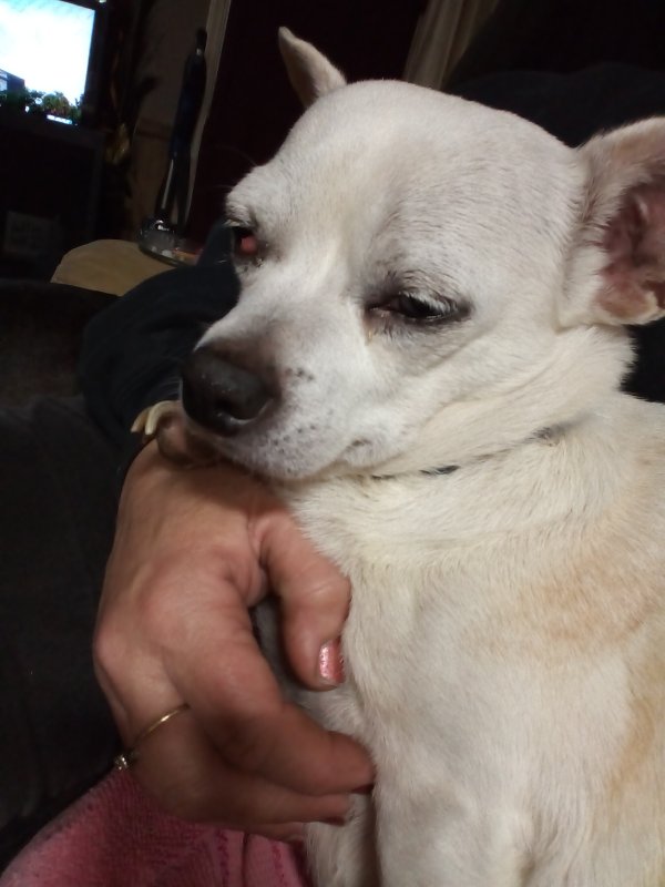 Found Chihuahua in South Carolina