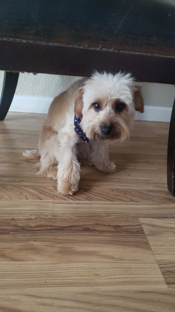 Lost Yorkshire Terrier in Escondido, CA