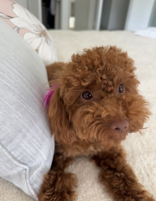 Lost Poodle 