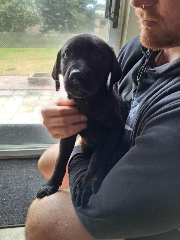 Found Labrador Retriever in Clearwater, FL