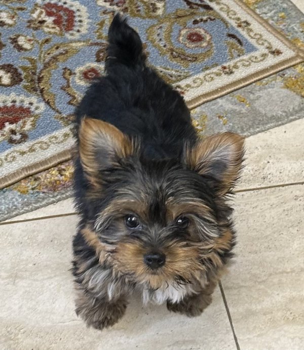 Lost Yorkshire Terrier in Clearwater, Florida