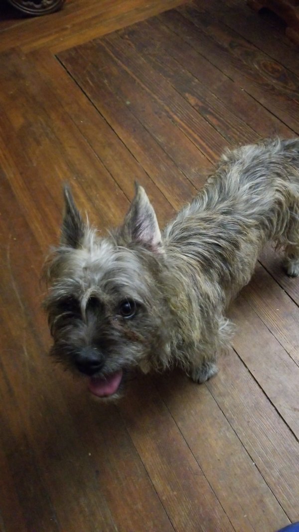 Found Yorkshire Terrier in Dayton, OH