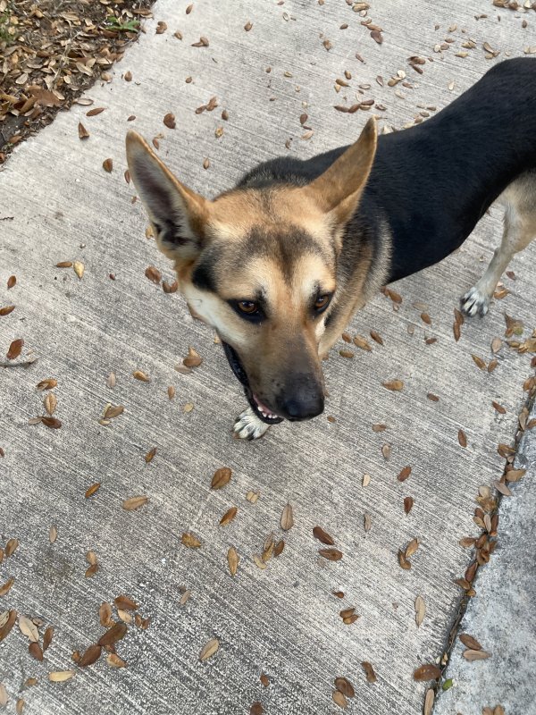 Found German Shepherd Dog in San Antonio, Texas