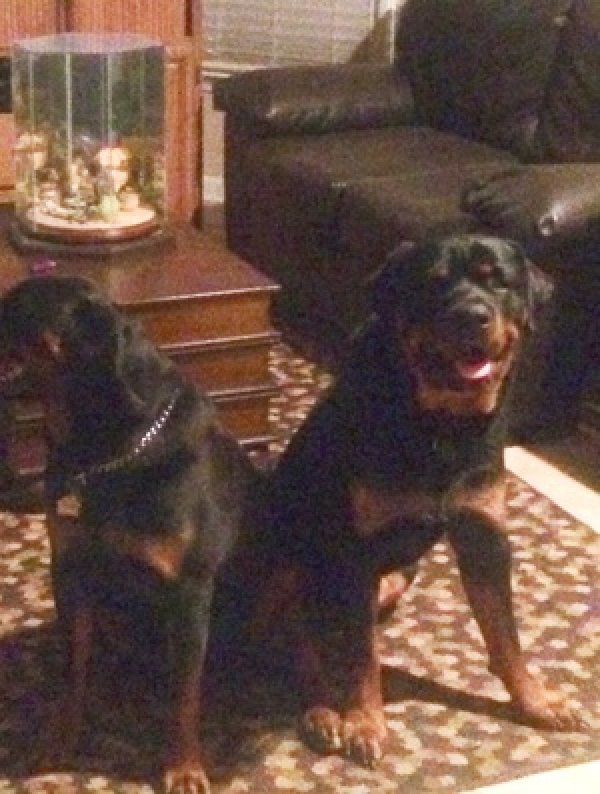 Lost Rottweiler in Cordova, TN