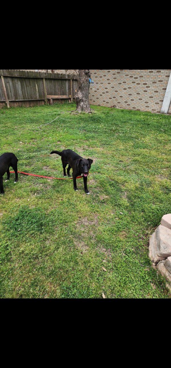 Found Labrador Retriever in Sugar Land, TX