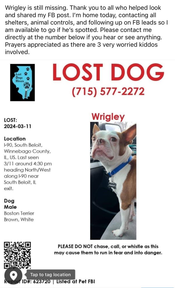 Lost Boston Terrier in Illinois