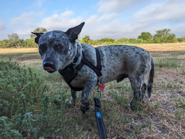 Lost Australian Cattle Dog in Pipe Creek, TX