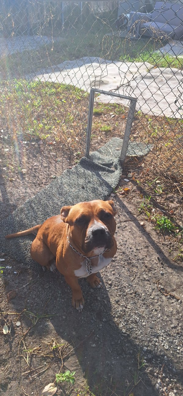 Lost Boxer in Tampa, FL