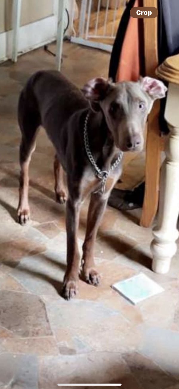 Lost Doberman Pinscher in Dayton, OH