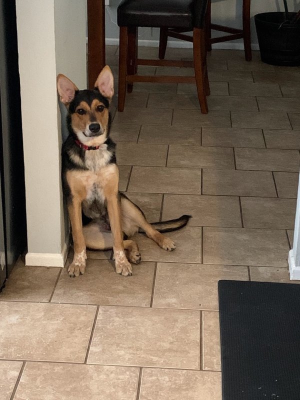 Lost Australian Cattle Dog in Houston, TX