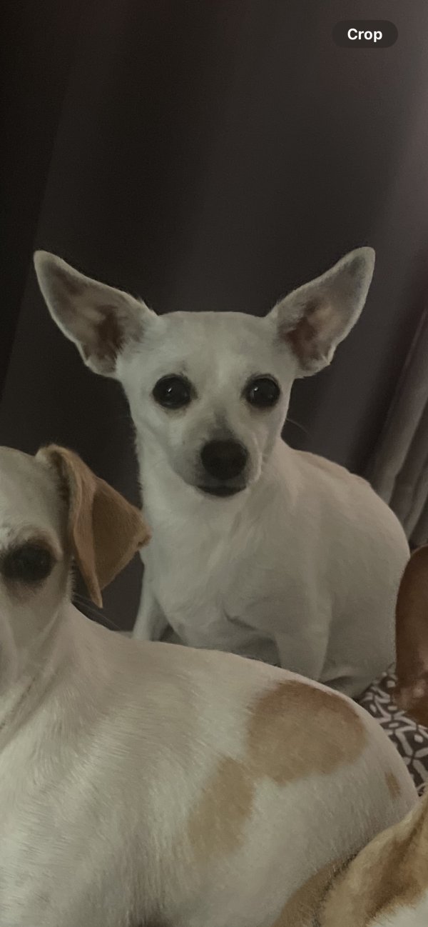 Lost Chihuahua in Garden Grove, CA