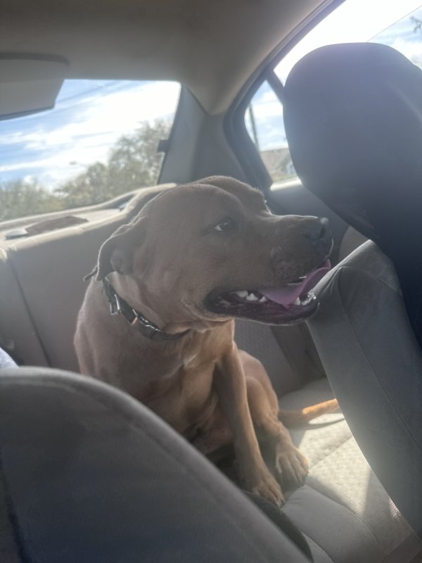 Lost American Staffordshire Terrier 