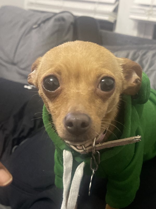 Safe Chihuahua in Washington, DC