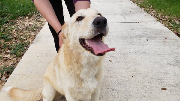 Found Dog in San Antonio, TX