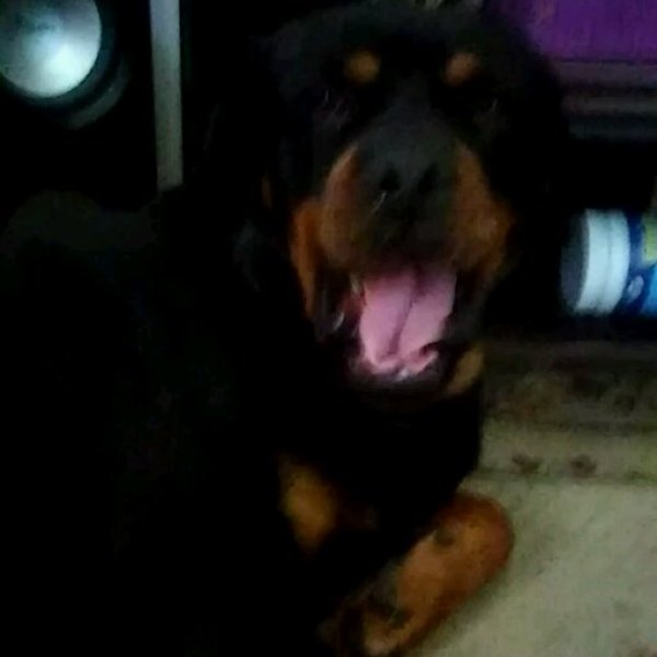 Safe Rottweiler in East Bend, NC