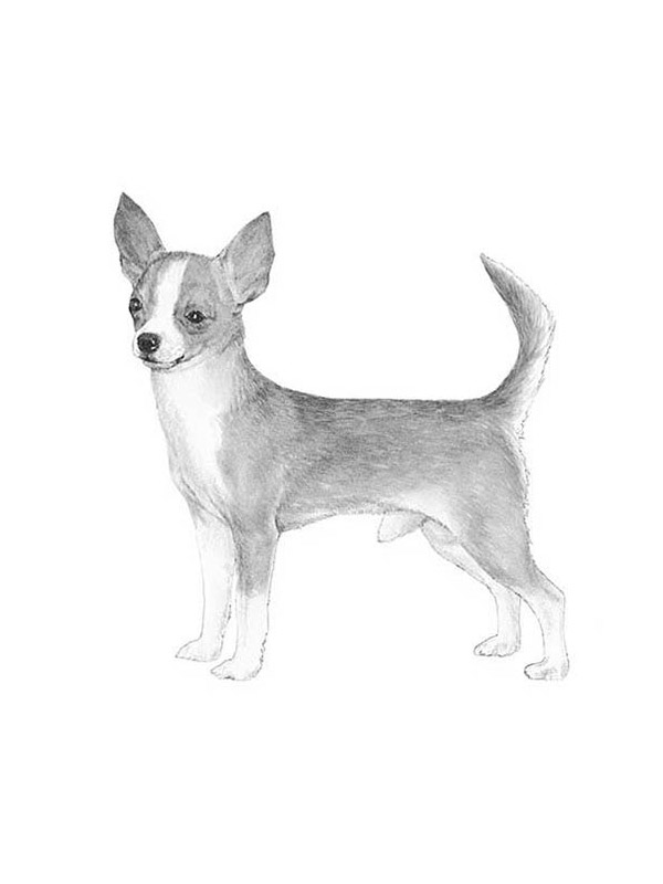 Lost Chihuahua in Los Angeles, California