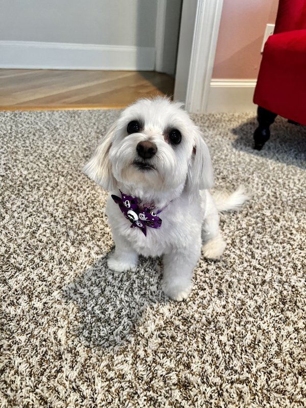 Lost Maltese in Plano, TX