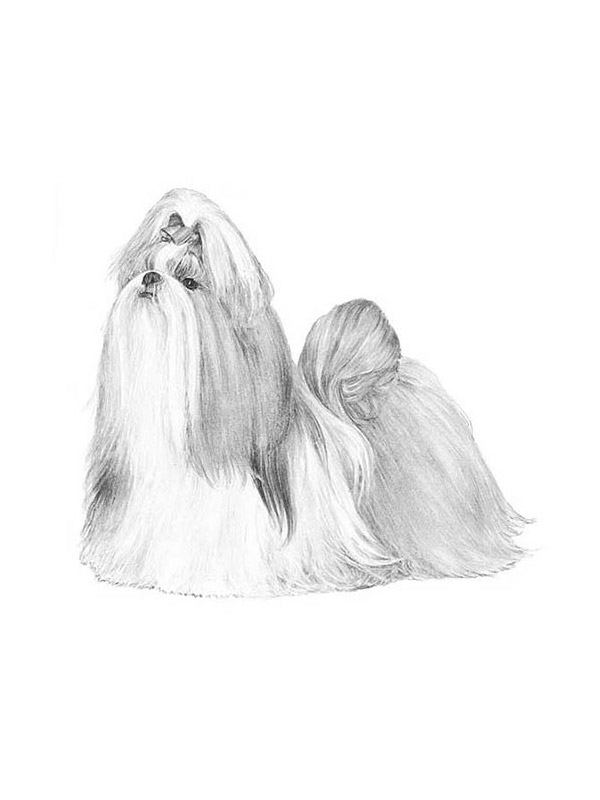 Lost Shih Tzu in Haines City, Florida