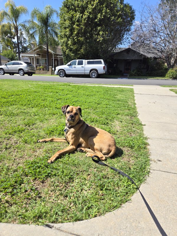 Lost Beagle in California