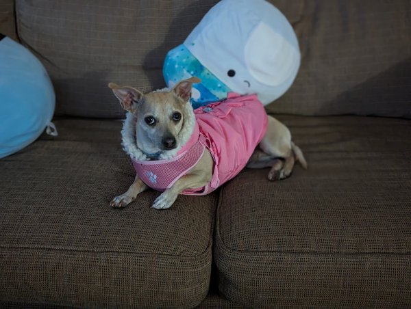 Safe Chihuahua in Thornton, CO