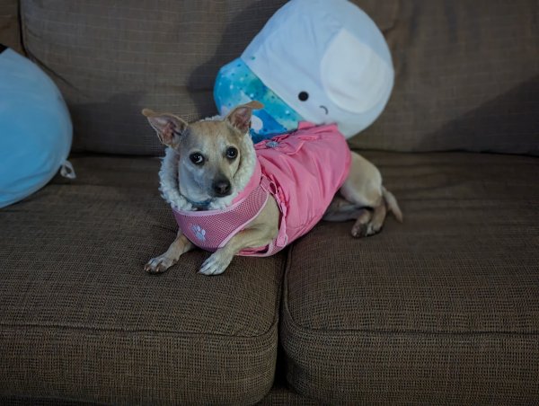 Lost Chihuahua in Thornton, CO