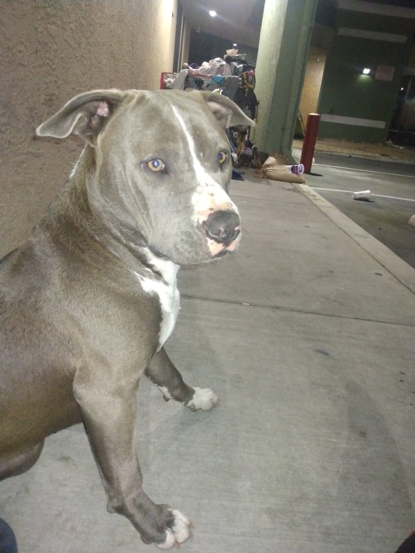 Lost Pit Bull in Anaheim, CA