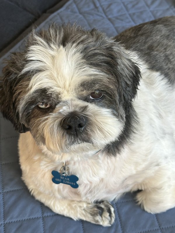 Safe Shih Tzu in Largo, FL