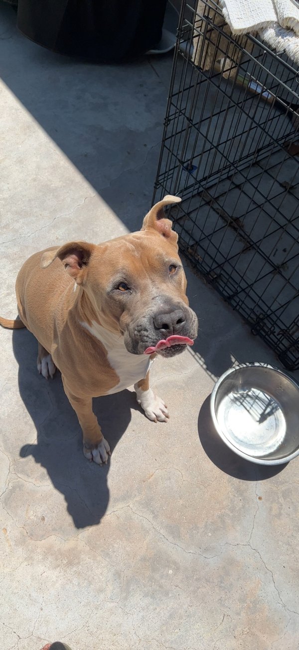 Safe Pit Bull in Wichita, KS