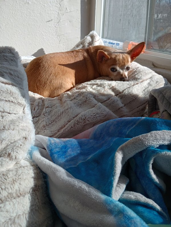 Safe Chihuahua in Denver, CO