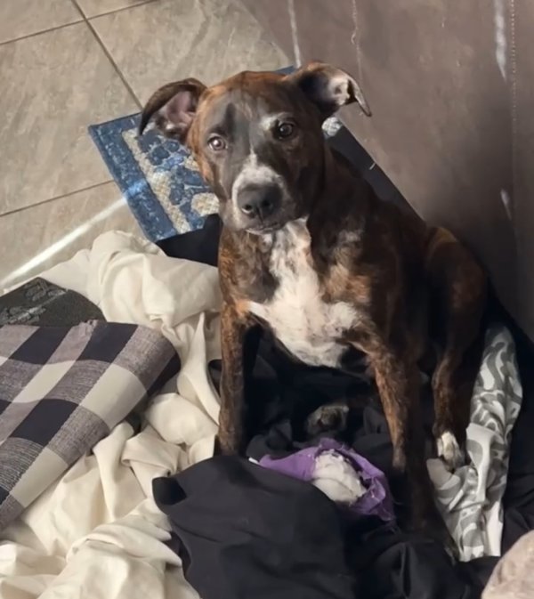 Safe Black Mouth Cur in Houston, TX