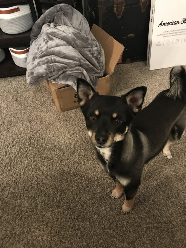Found Chihuahua in West Valley City, Utah