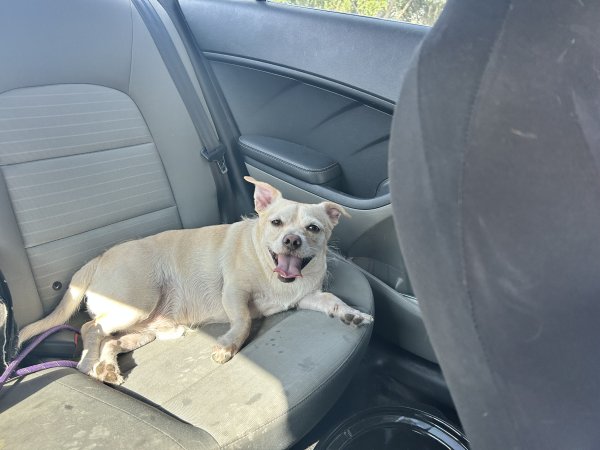 Lost Chihuahua 