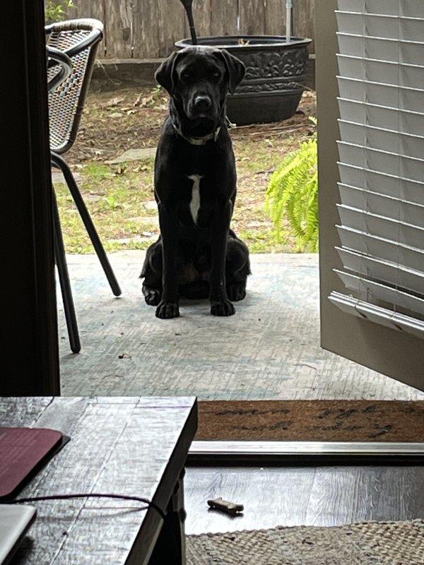 Found Labrador Retriever in Houston, TX