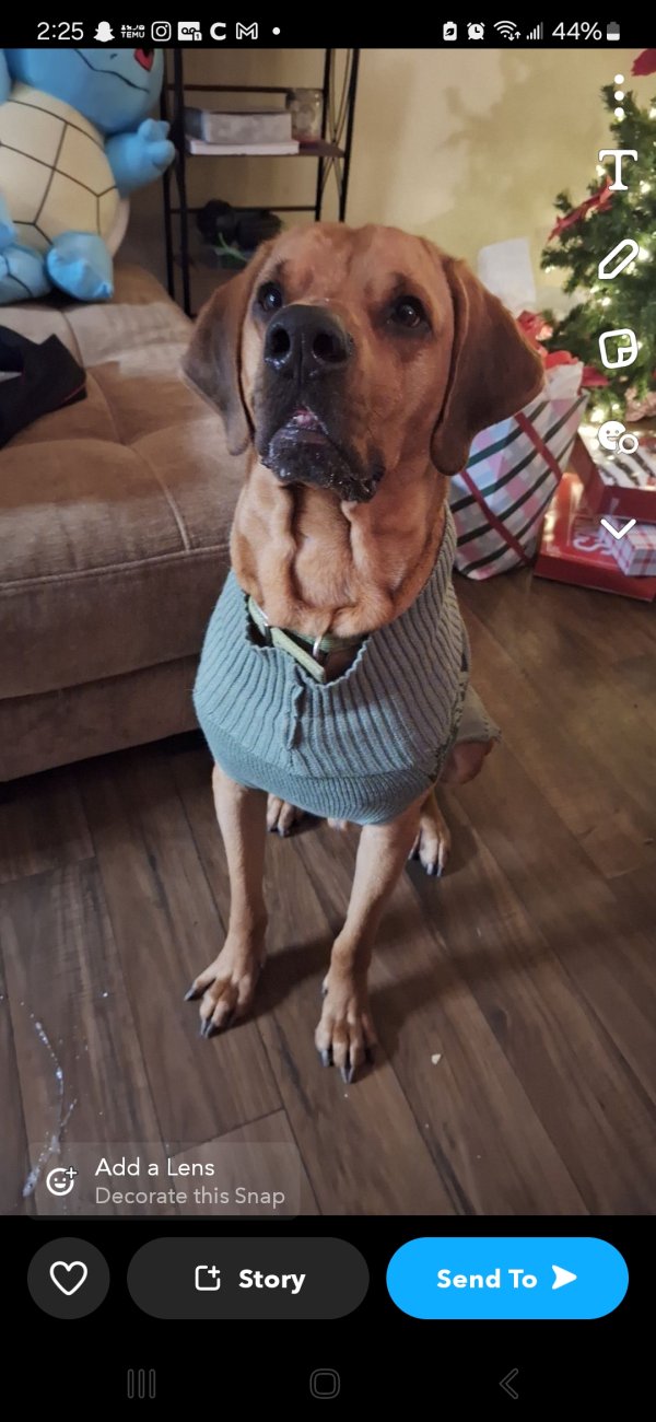 Lost Bloodhound in Texas