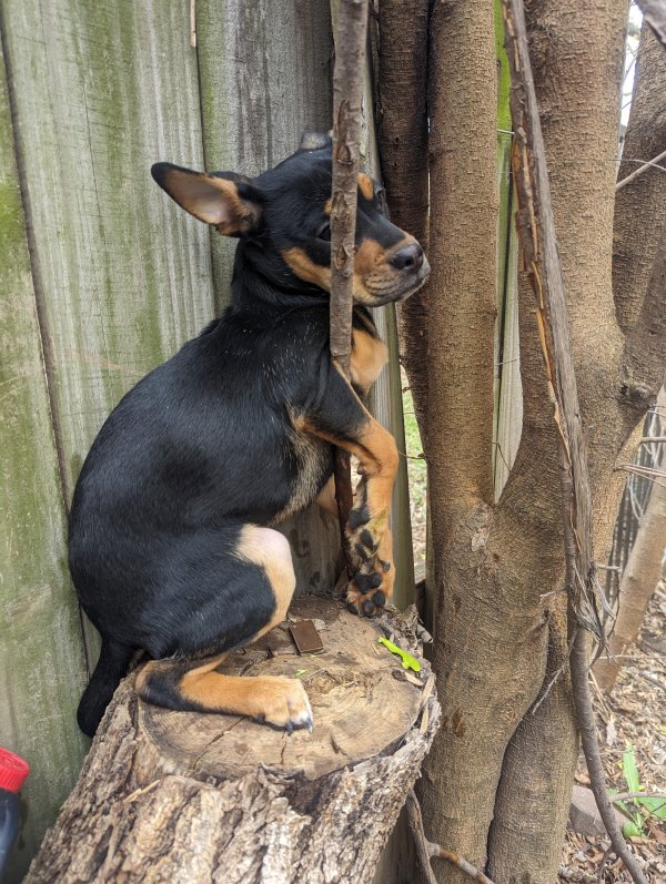 Safe Mutt in Wichita, KS