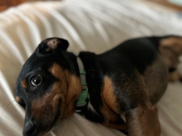 Safe Mutt in Chattanooga, TN