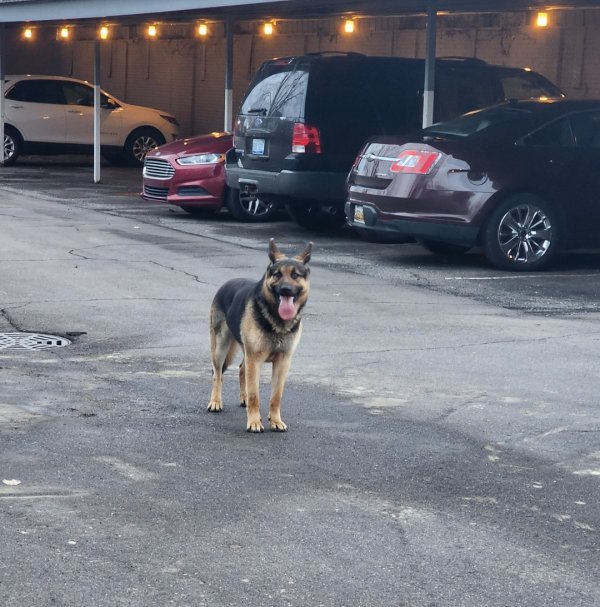 Found German Shepherd Dog in Michigan