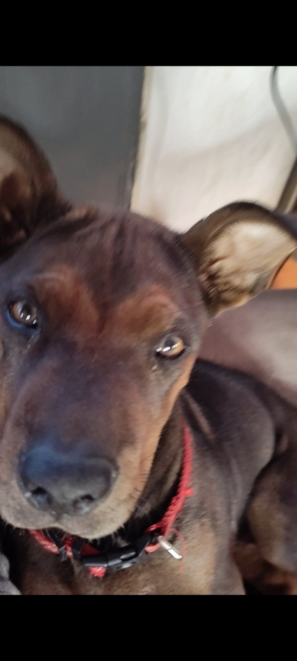 Safe Chinese SharPei in Riverside, CA