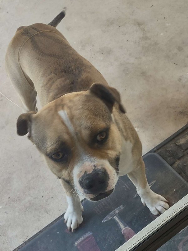 Found Pit Bull in San Antonio, TX